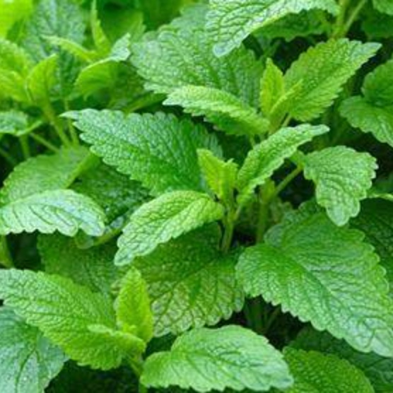 Lemon balm